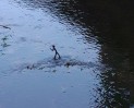 © Elaine Ward  <em>Twig in Tems Beck</em>