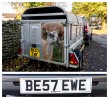 © Malcolm Walker  <em>Best Ewe</em>
