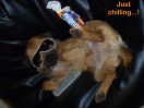 © Sarah France  <em>Just chilling</em>