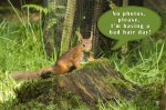 © Sue Haddrill  <em>Bad Hair Day</em>