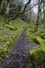 © Harry Pinkerton  <em>Upper track to waterfall</em>