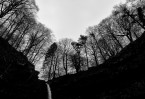 © Margaret Smith  <em>Trees above the Fall</em>