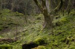 © Margaret Smith  <em>Green tree in green valley</em>