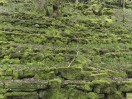 © Sue Best  <em>Emerald Terrace</em>