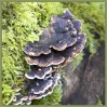 © Sue Haddrill  <em>Bracket Fungus</em>