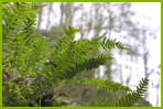 © Sue Haddrill  <em>Flowing fronds</em>