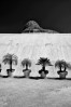 © Paul Higgins  <em>Orchidarium</em>