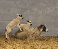© Harry Pinkerton  <em>Lambs at play</em>