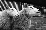 © Peter Robinson  <em>Two sheep</em>