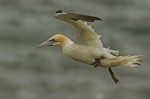 © Andy Best  <em>Gannet</em>