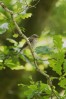 © Chris Chandler  <em>Spotted Flycatcher</em>