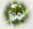 © Gill Pinkerton  <em>Eyebright</em>