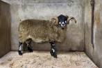 © John Bentley  <em>Dalesbred Tup</em>