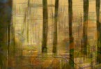 © Margaret Smith  <em>Grass Wood, Autumn</em>