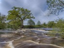 © Sue Best  <em>Wenning Oak</em>