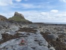 © Sue Best  <em>Lindisfarne Castle</em>