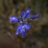 © Gill Pinkerton  <em>Milkwort</em>