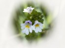 © Gill Pinkerton  <em>Eyebright</em>