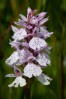 © Ian Hughes  <em>Orchid</em>