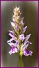 © Sue Haddrill  <em>Orchid</em>