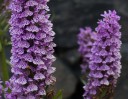 © Peter Robinson  <em>Marsh Orchid</em>