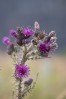 © Peter Robinson  <em>Thistle with fly</em>