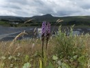 © Sue Best  <em>Orchid at Dry Rigg</em>