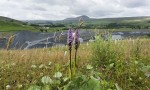 © Sue Haddrill  <em>Orchid with a View</em>