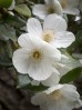 © Gill Pinkerton  <em>white flower</em>