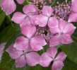 © Gill Pinkerton  <em>Hydrangea</em>