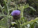 © Gill Pinkerton  <em>Thistle</em>