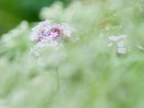© Margaret Smith  <em>Verbena</em>