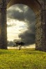 © Andy Best  <em>Lonely Tree</em>