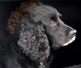 © Gill Pinkerton  <em>Working Cocker</em>