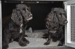 © Harry Pinkerton  <em>So where are the pheasants?</em>