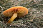 © Peter Robinson  <em>Fungi</em>