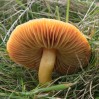 © Sarah France  <em>Fungi delight</em>