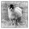© Sue Haddrill  <em>Symbol of the Dales</em>