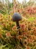 © Tim Fearon  <em>Fungi</em>