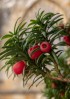 © Tim Fearon  <em>Yew berries</em>