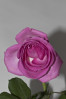 © Andy Best  <em>Pauline's Rose1</em>