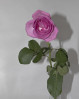 © Andy Best  <em>Pauline's Rose 2</em>
