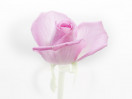 © Gill Pinkerton  <em>Pale rose</em>