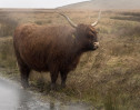 © Gill Pinkerton  <em>Wet Highland Cow</em>
