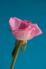© Peter Robinson  <em>Pink rose on blue</em>