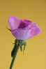 © Peter Robinson  <em>Pink rose on yellow</em>