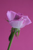© Peter Robinson  <em>Pink rose on pink</em>