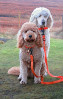 © Elaine Ward  <em>Dogs ready.</em>