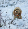 © Elaine Ward  <em>Dylan in a drift</em>