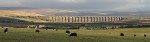 © Gill Pinkerton  <em>Ribblehead with sheep</em>
